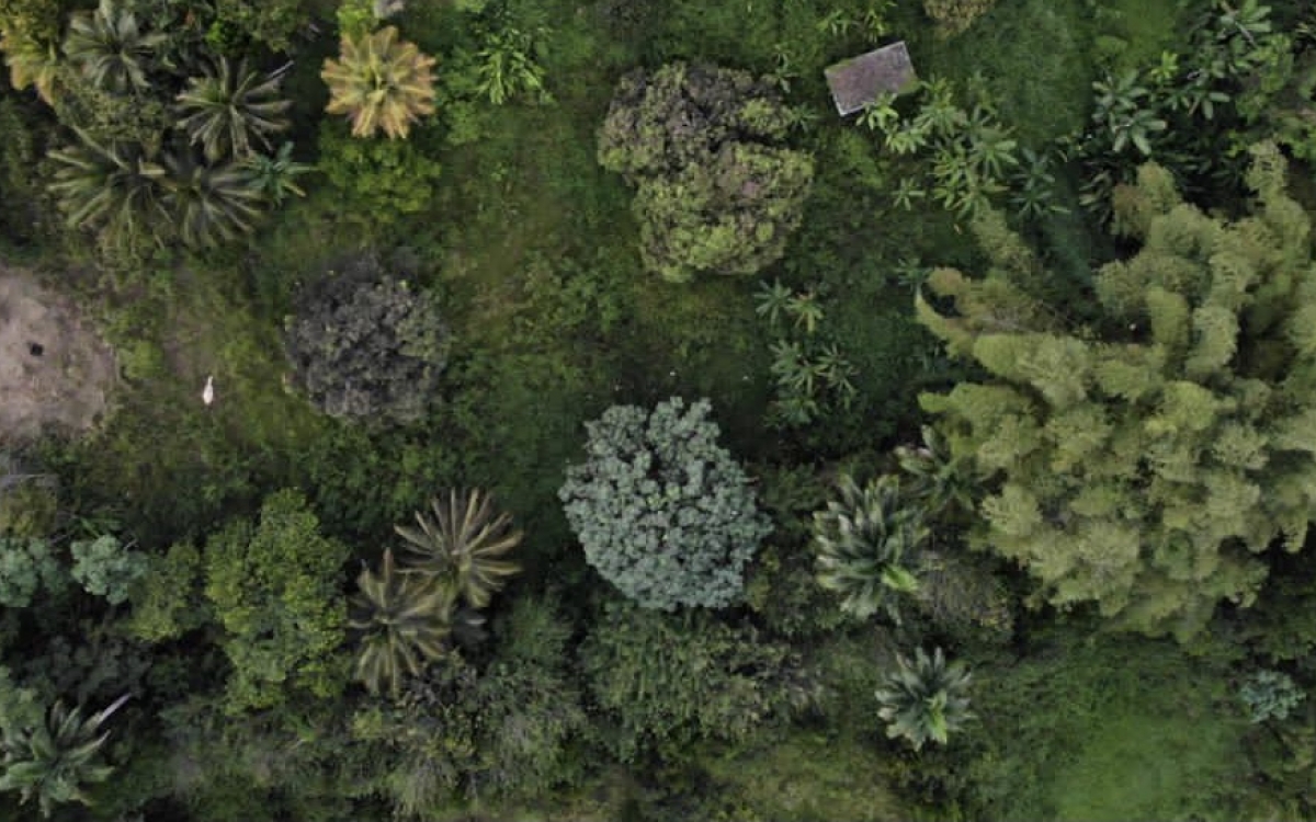 Terrain constructible &agrave; Petit-Bourg