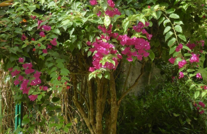 TROIS RIVIERES - Maison de type T6 meublé, piscine, terrain clôturé, jardin arboré et fruitiers,