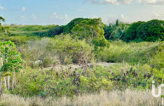 Vente Terrain 500m&sup2; Anse-Bertrand