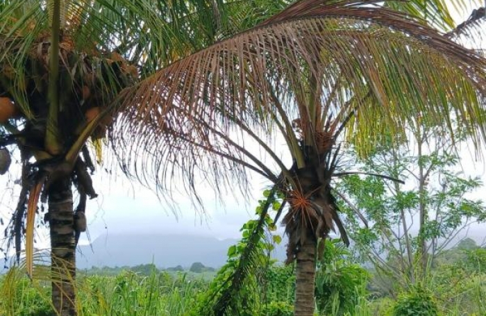 Vente Maison 130m&sup2; 4 pi&#232;ces Capesterre Belle Eau