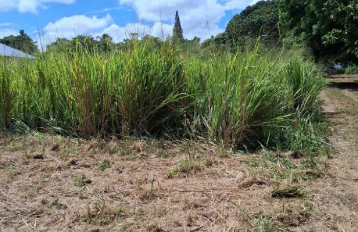 Vente Terrain 800m&sup2; Sainte Rose