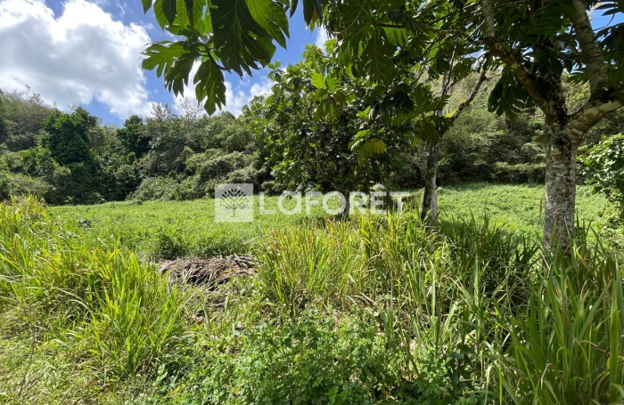 Vente Terrain 19771m&sup2; Les Abymes