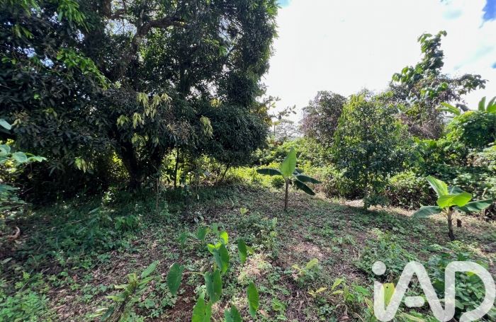 Vente Terrain 854m&sup2; Capesterre Belle Eau