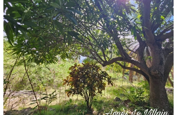 Vente Terrain 1501m&sup2; Bouillante