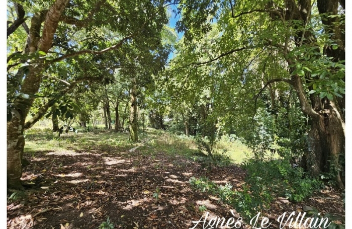 Vente Terrain 3123m&sup2; Bouillante