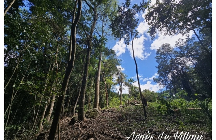 Vente Terrain 3123m&sup2; Bouillante