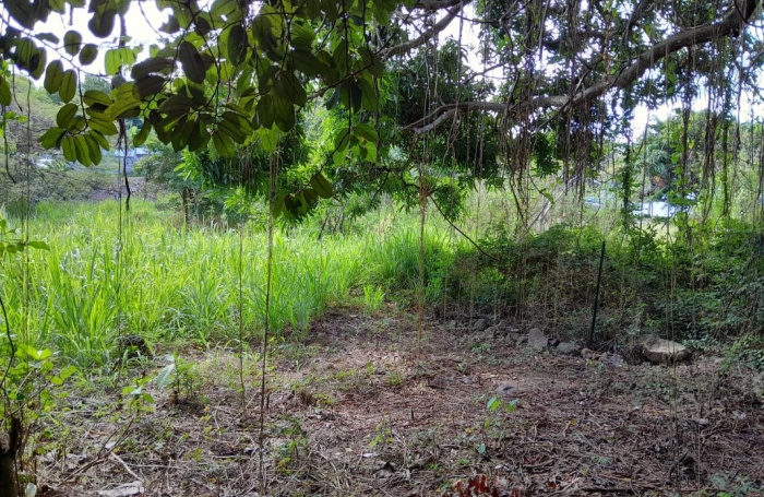 Vente Terrain 1343m&sup2; Deshaies
