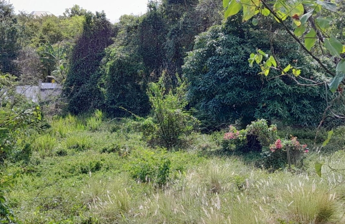 Vente Terrain 1343m&sup2; Deshaies