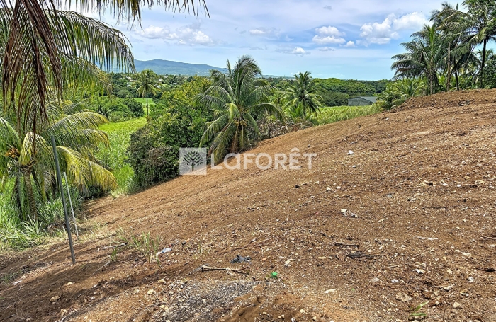 Vente Terrain 1000m&sup2; Baie Mahault