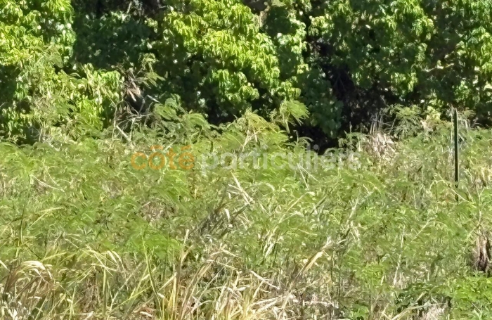 Vente Terrain 1088m&sup2; Anse-Bertrand
