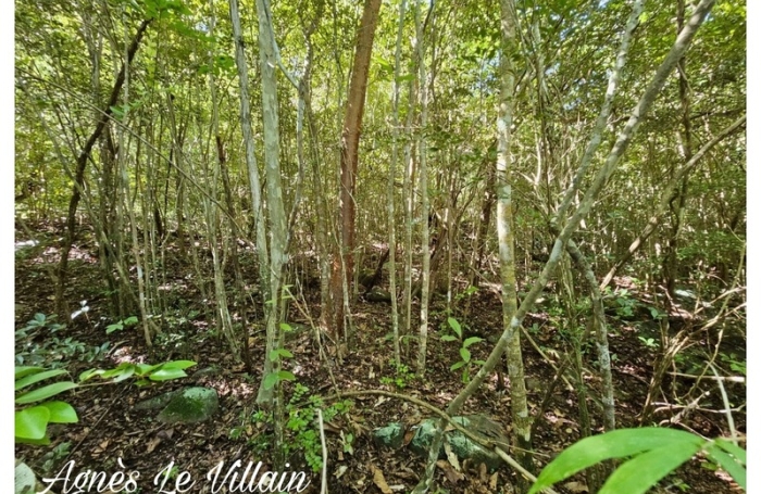 Vente Terrain 97125