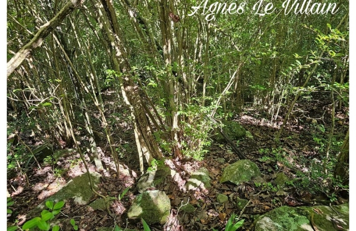 Vente Terrain 2382m&sup2; Bouillante
