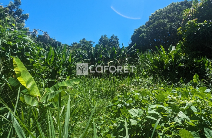 Vente Terrain 5300m&sup2; Gourbeyre