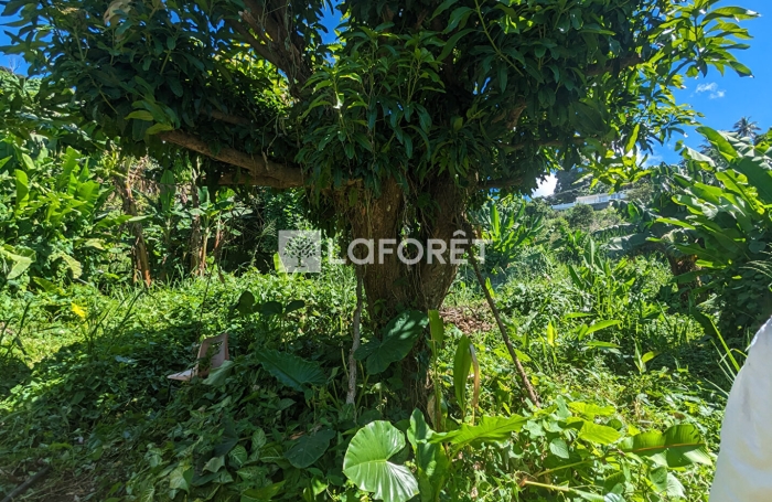 Vente Terrain 5300m&sup2; Gourbeyre