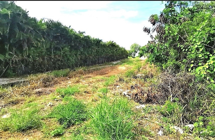 Guadeloupe Le Moule, terrain constructible de 900m2