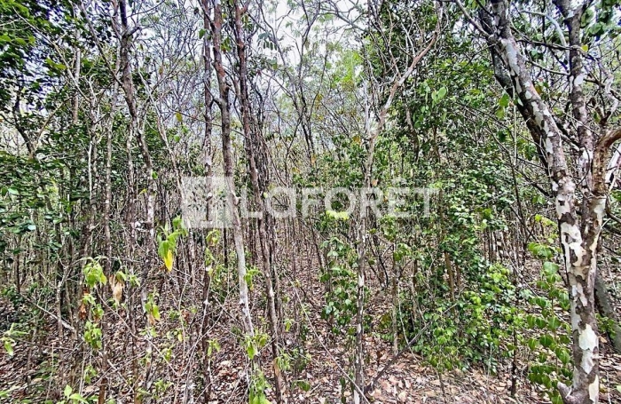 Vente Terrain 6800m&sup2; Pointe-Noire