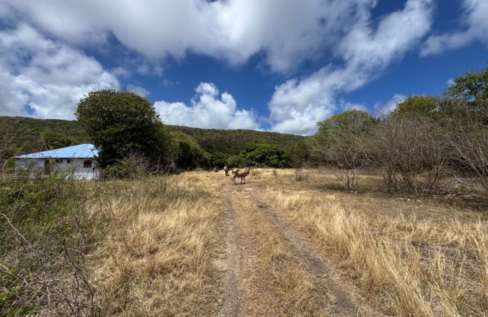Vente Terrain 38180m&sup2; Capesterre de Marie Galante