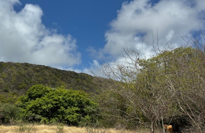 Vente Terrain 38180m&sup2; Capesterre de Marie Galante