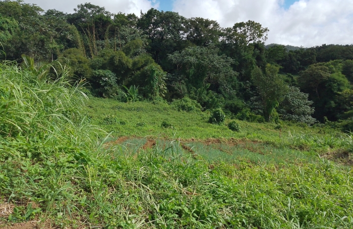 Vente Terrain 97120
