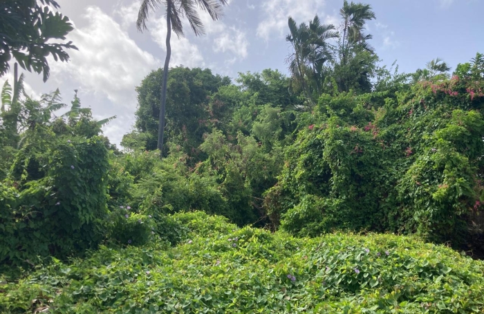 &Agrave; vendre   Terrain constructible de 2999 m2 &agrave; Basse-Terre