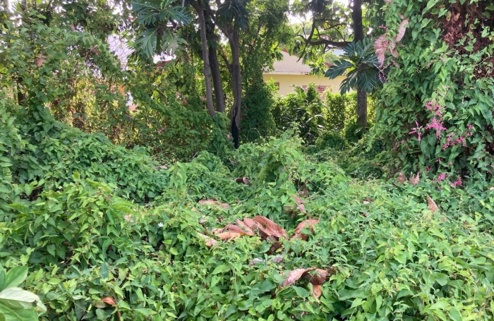 &Agrave; vendre   Terrain constructible de 2999 m2 &agrave; Basse-Terre