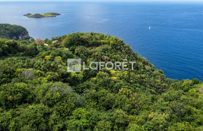 Vente Terrain 7000m&sup2; Bouillante