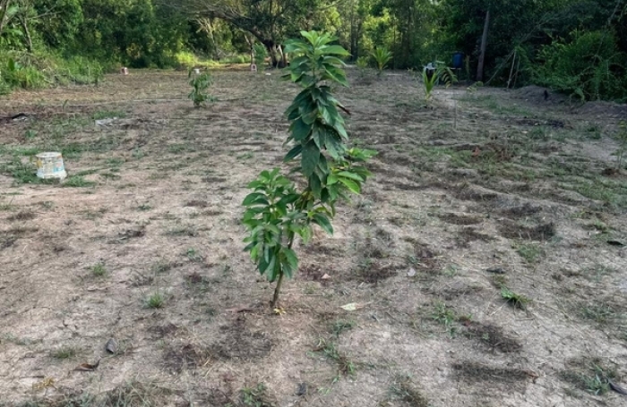 Vente Maison 79m&sup2; 3 pièces Macouria Tonate