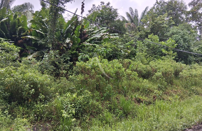 Vente Terrain 10000m&sup2; Montsinery