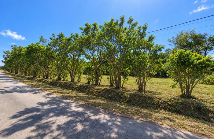 Vente Terrain 97355