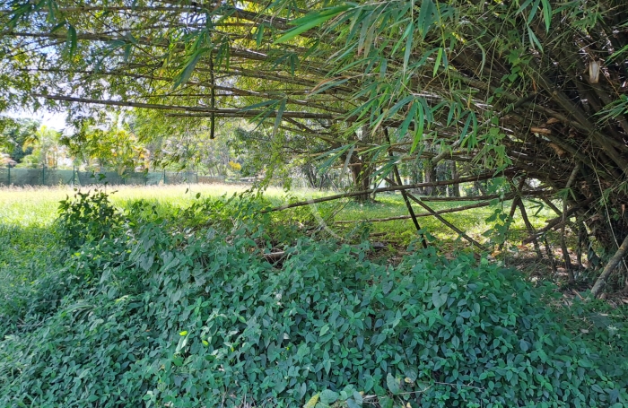 Vente Terrain 4019m&sup2; Matoury