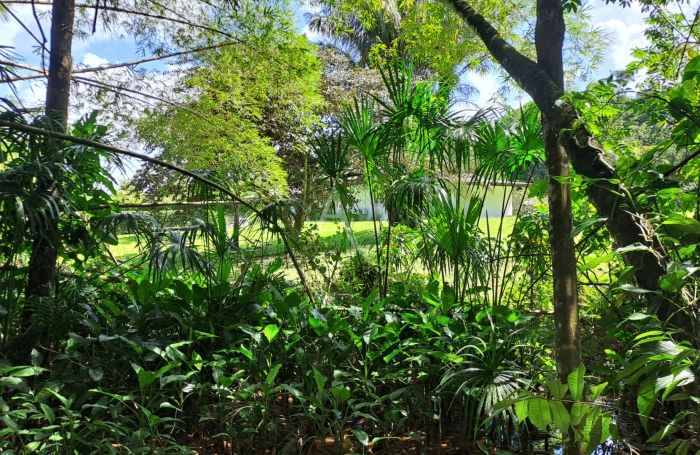 Vente Terrain 4019m&sup2; Matoury