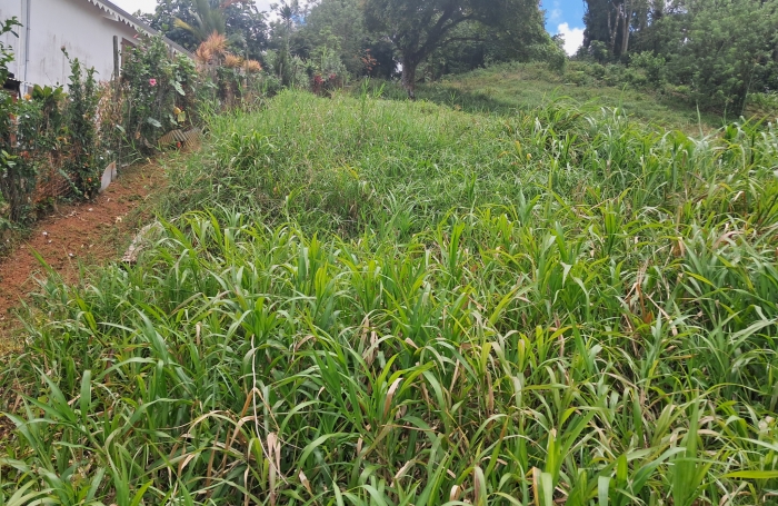 Vente Terrain 97232