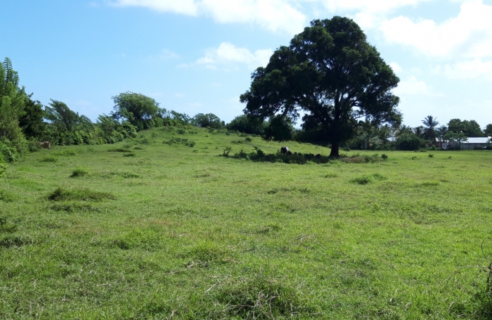 &nbsp;Sur la plage...parcelle de 468 m2 &agrave; la Pointe FAULA