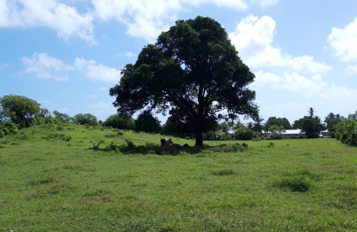 &nbsp;Sur la plage...parcelle de 468 m2 &agrave; la Pointe FAULA