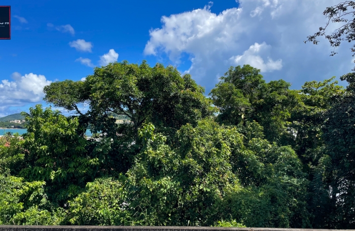 Terrain de 1 194 m2 en vente &agrave; Trinit&eacute;