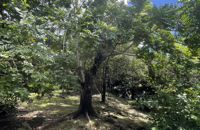 Vente Maison 68m&sup2; 3 pièces Rivi&egrave;re Pilote