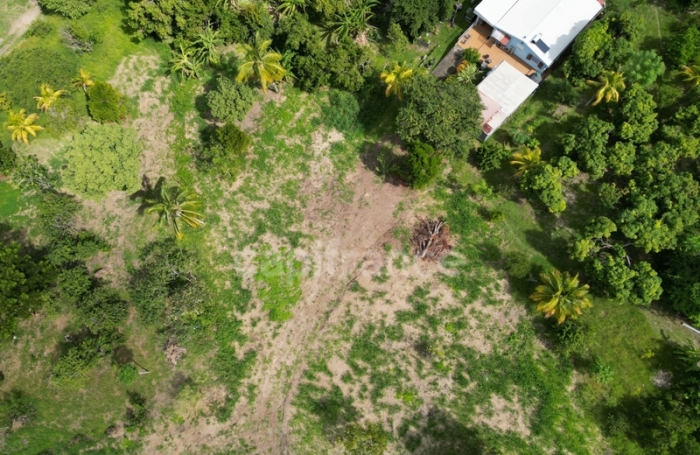 Vente Terrain 1060m&sup2; Le Carbet