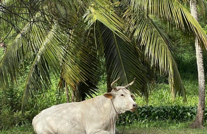 Vente Appartement 35m&sup2; 2 pièces Sainte Anne