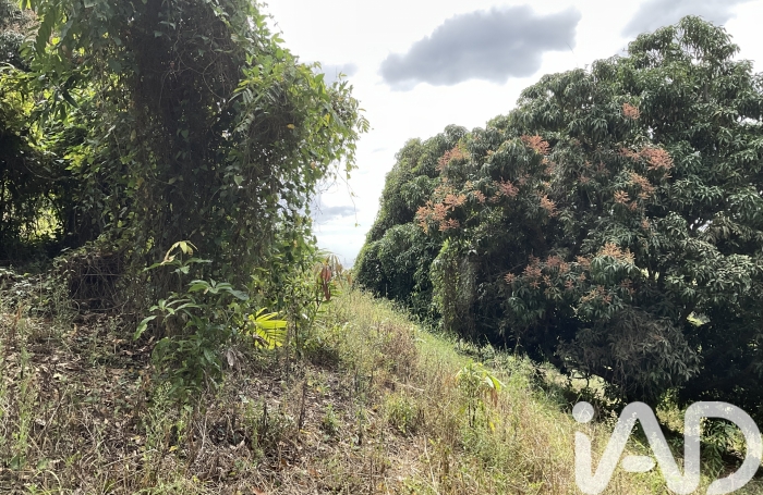 Vente Terrain 1100m&sup2; Le Morne Vert