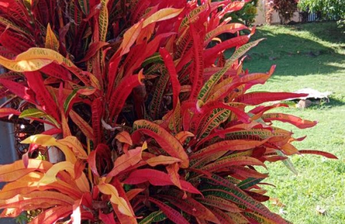 Vente Immeuble 240m&sup2; 12 pièces Le Marigot