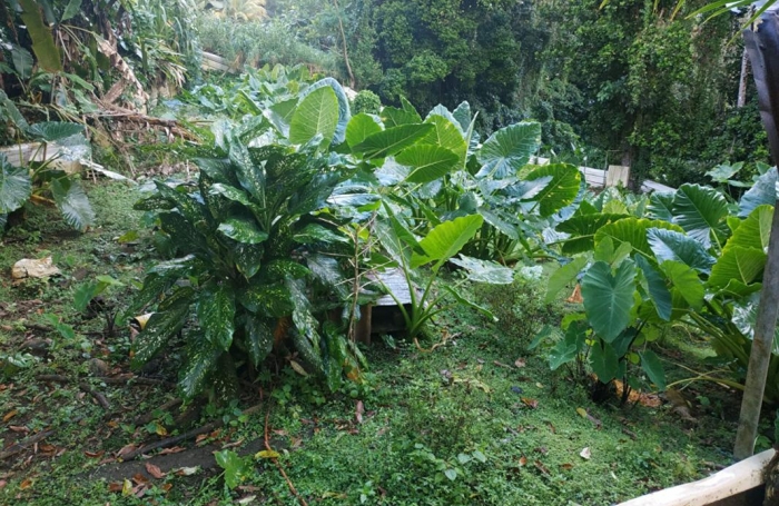 Vente Terrain 500m&sup2; Gros Morne