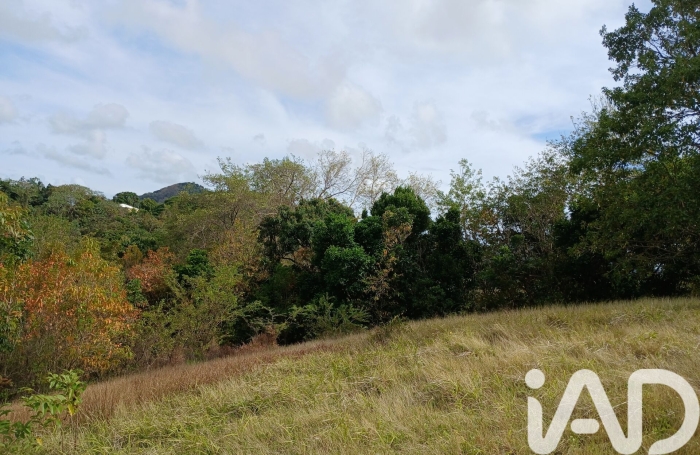 Vente Terrain 11000m&sup2; Rivi&egrave;re Pilote