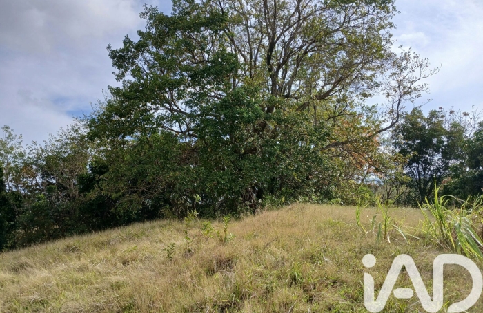 Vente Terrain 11000m&sup2; Rivi&egrave;re Pilote