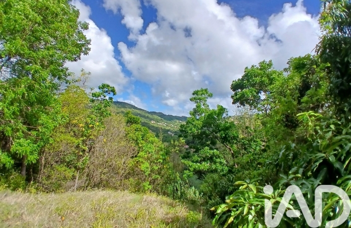 Vente Terrain 11000m&sup2; Rivi&egrave;re Pilote