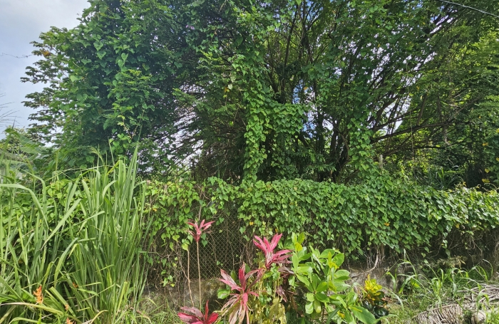Terrain plat constructible de 1269 m2 &agrave; Redoute - FORT-DE-FRANCE