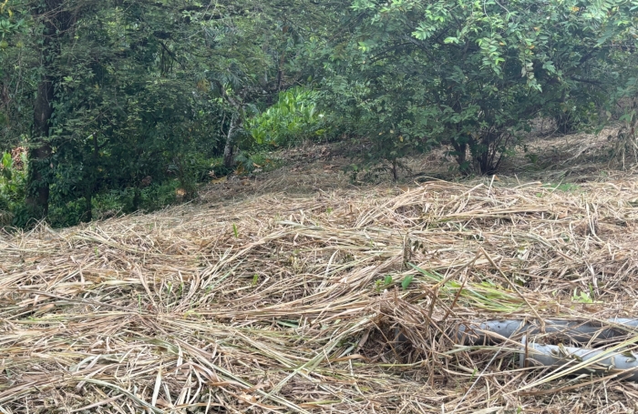 Vente Terrain 593m&sup2; Le Robert