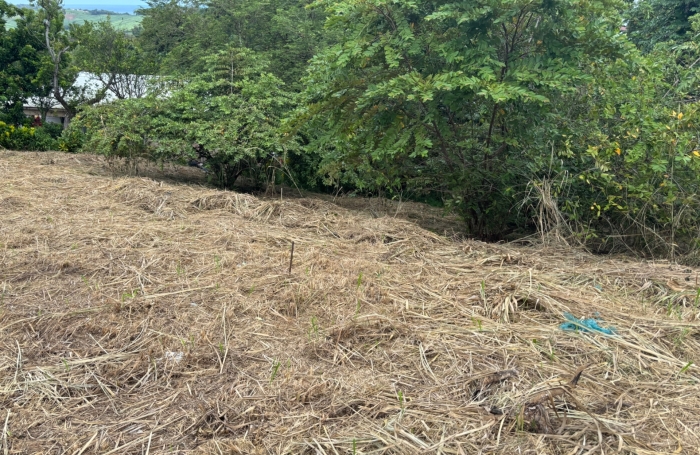 Vente Terrain 593m&sup2; Le Robert