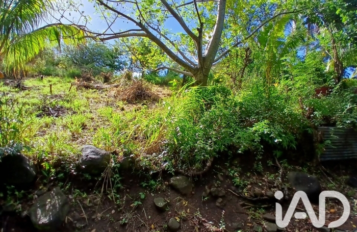 Vente Terrain 800m&sup2; Rivi&egrave;re Pilote