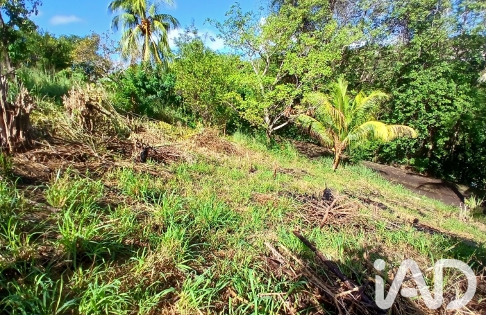 Vente Terrain 800m&sup2; Rivi&egrave;re Pilote