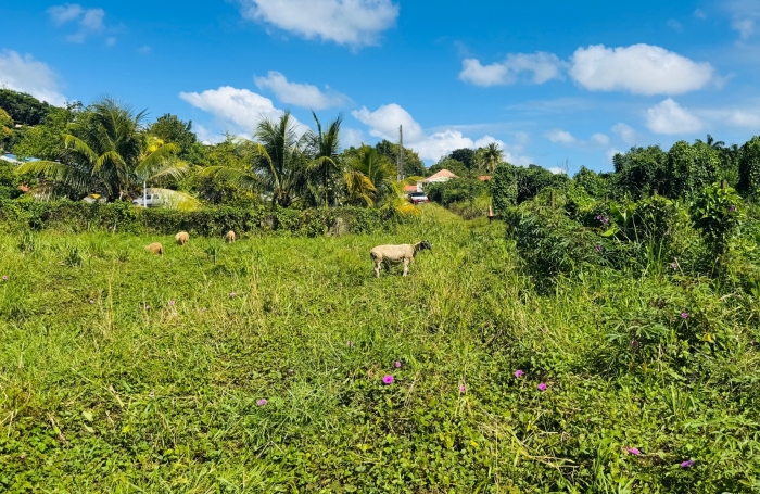 Vente Terrain 97224